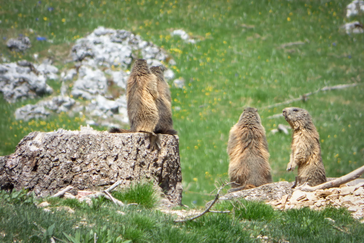 Marmotte in Gruppo